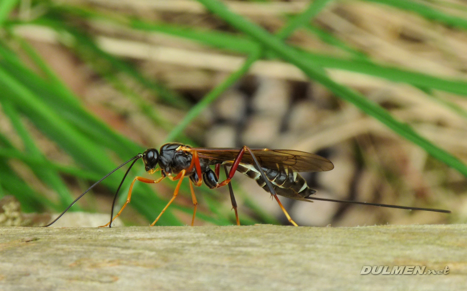 Wood Wasp (female, Coleocentrus excitator)